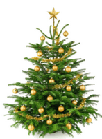 Weihnachtsbäume bekommt man auf www.kaisertanne.de